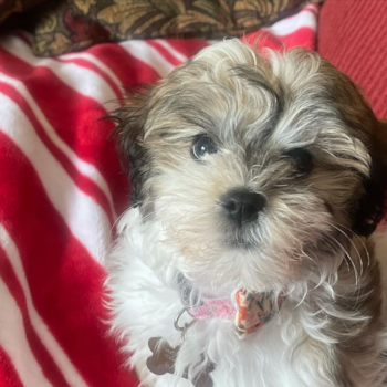 Bonnie, a Havanese puppy from St Clairsville OH