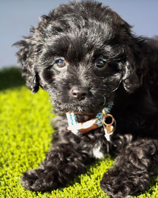 Happy Cavapoo Pup in San Ramon CA