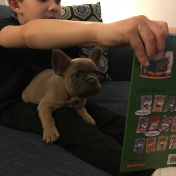 Cooper, a French Bulldog puppy from Briarcliff Manor Cooper, a French Bulldog puppy from Briarcliff Manor