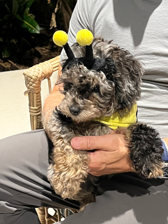 Mini Aussiedoodle