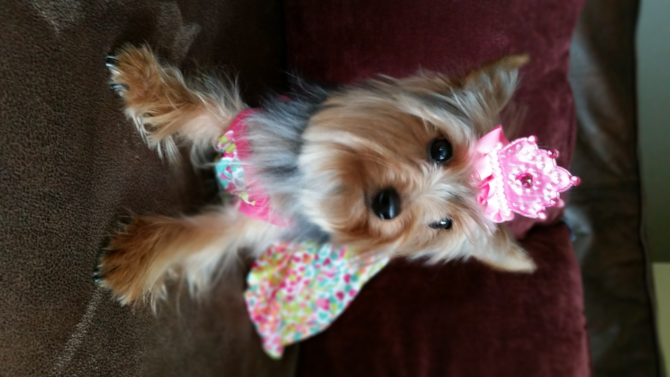 Happy 1st B-Day Bitsy!!! - Yorkshire Terrier Puppy For Sale Premier Pups Happy 1st B-Day Bitsy!!! - Yorkshire Terrier Puppy For Sale Premier Pups