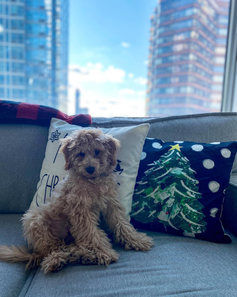 Cute Mini Goldendoodle Pup in New York NY