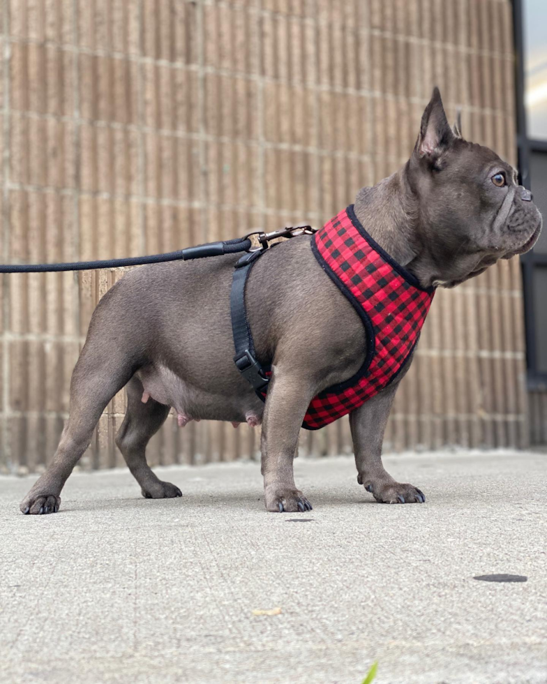 Energetic French Bulldog Pup in New York NY