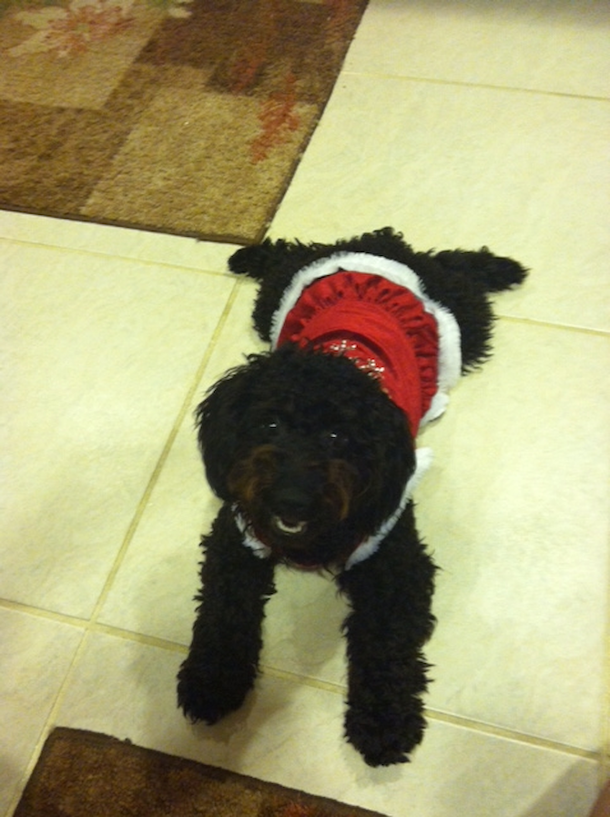 Zoey - Yorkie Poo Puppy For Sale Premier Pups Zoey - Yorkie Poo Puppy For Sale Premier Pups