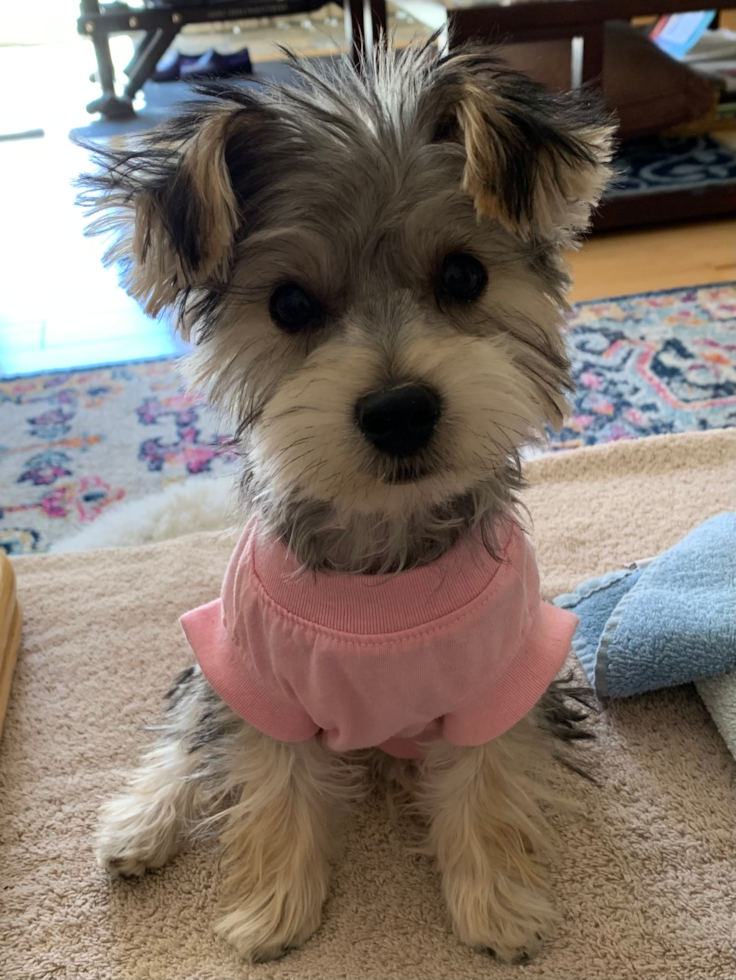 Small Morkie Pup