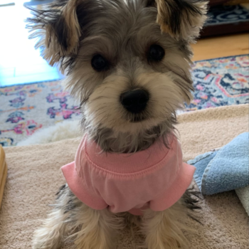 Small Morkie Pup