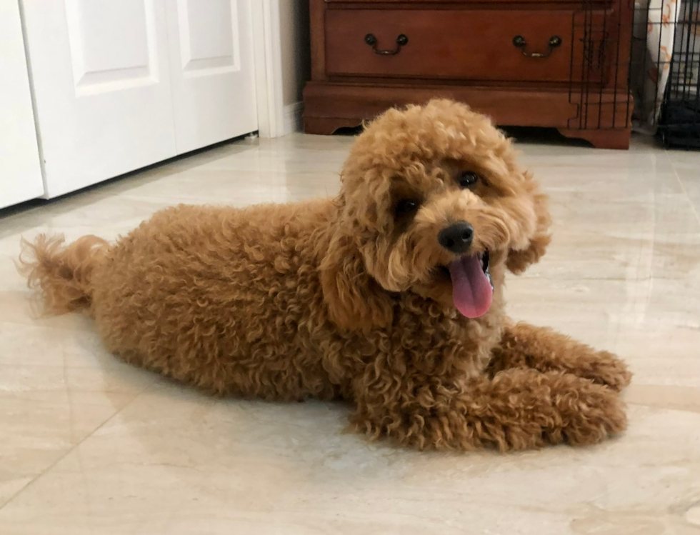 Friendly Mini Goldendoodle Pup in Kissimmee FL