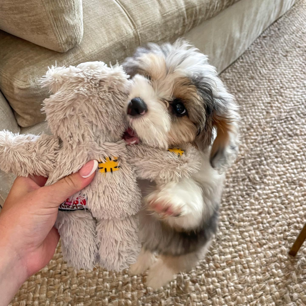 Houston Mini Aussiedoodle Pup