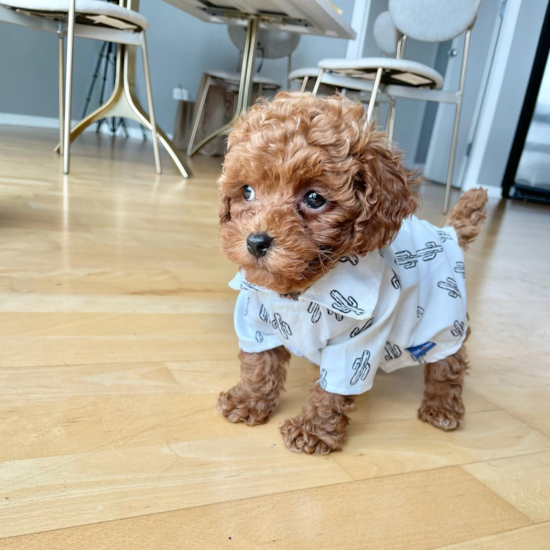 Adorable Poodle Pup in Chicago IL