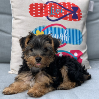 TINKERBELL, a Yorkshire Terrier puppy from Canton MI