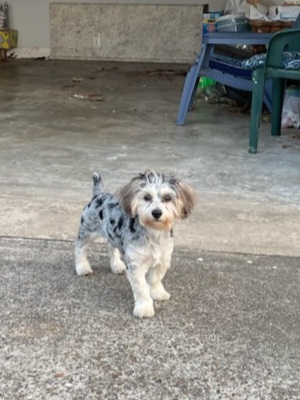 Yorkie poodle mix full clearance grown