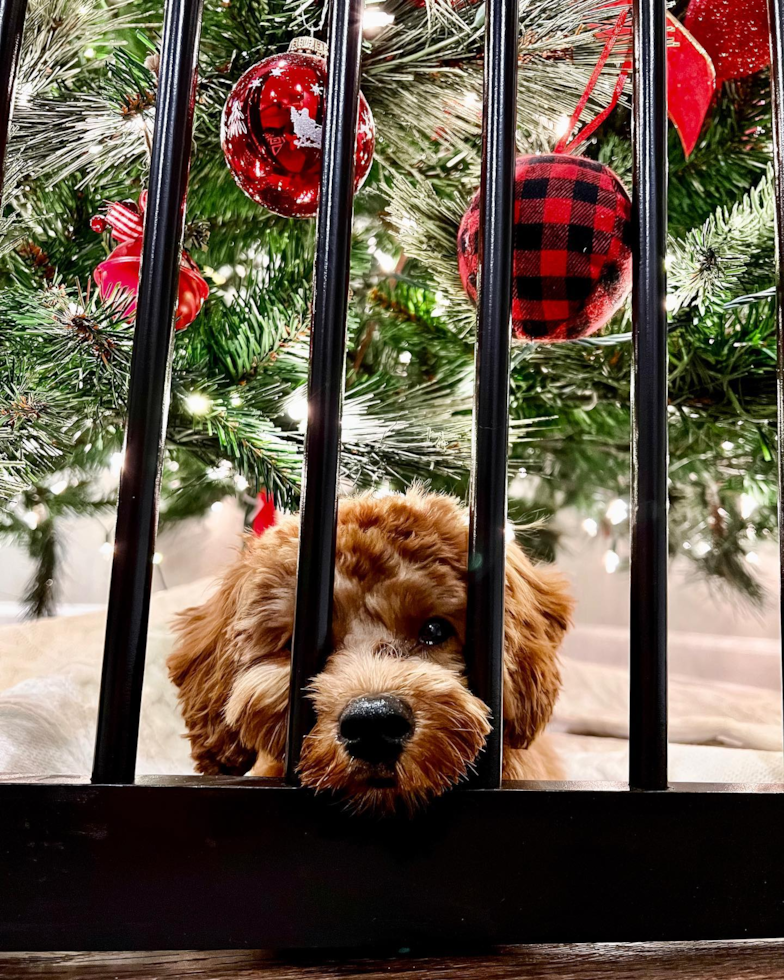 Smart Cavapoo Poodle Mix Pup