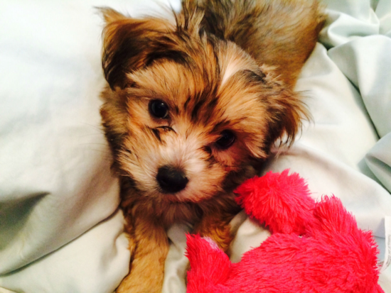 Hypoallergenic Yorkie Designer Pup