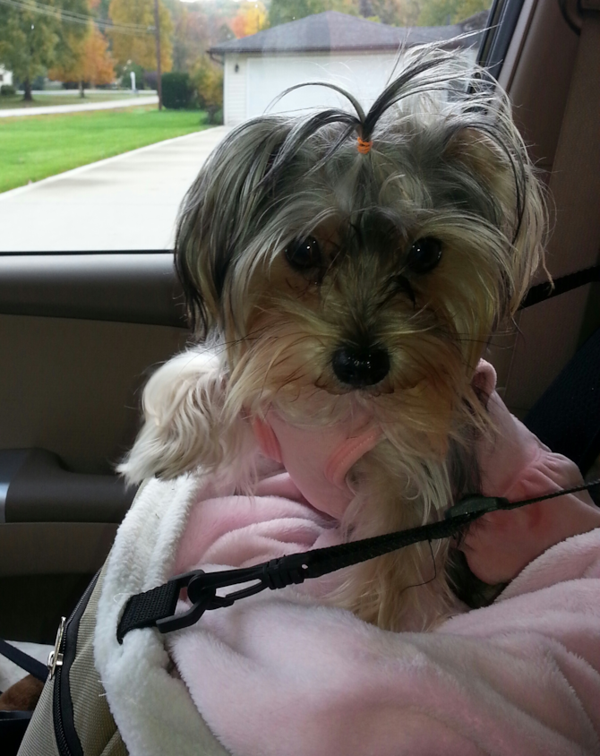 Lexi - Morkie Puppy For Sale Premier Pups Lexi - Morkie Puppy For Sale Premier Pups