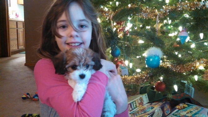 Carly - Cavachon Puppy For Sale Premier Pups Carly - Cavachon Puppy For Sale Premier Pups