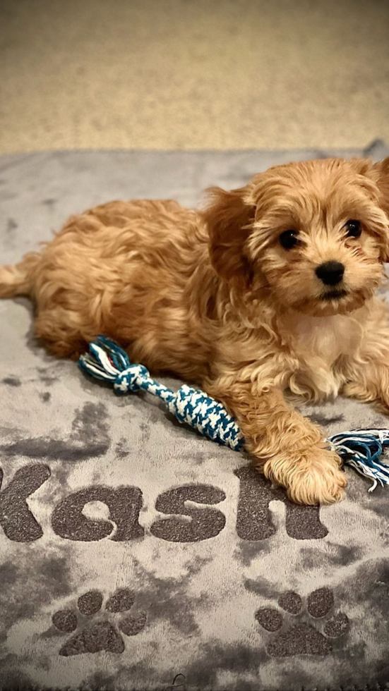 Happy Maltipoo Pup in Lexington KY