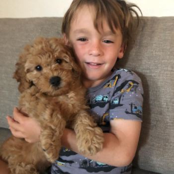 Goldie, a Mini Goldendoodle puppy from encinitas CA