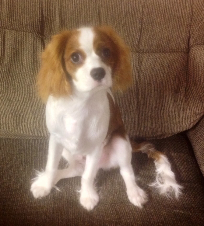 Sammy - Cavalier King Charles Spaniel Puppy For Sale Premier Pups Sammy - Cavalier King Charles Spaniel Puppy For Sale Premier Pups