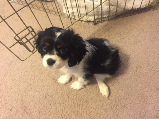 Nala - Cavalier King Charles Spaniel Puppy For Sale Premier Pups Nala - Cavalier King Charles Spaniel Puppy For Sale Premier Pups