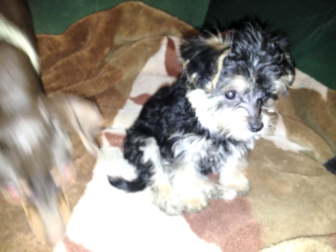 Bentley - Morkie Puppy For Sale Premier Pups Bentley - Morkie Puppy For Sale Premier Pups