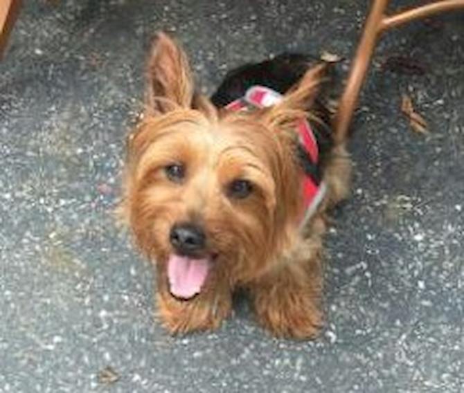 Mikah - Yorkshire Terrier Puppy For Sale Premier Pups Mikah - Yorkshire Terrier Puppy For Sale Premier Pups