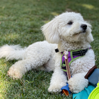 Ziggy, a Mini Bernedoodle puppy from Santa Monica, CA Ziggy, a Mini Bernedoodle puppy from Santa Monica, CA