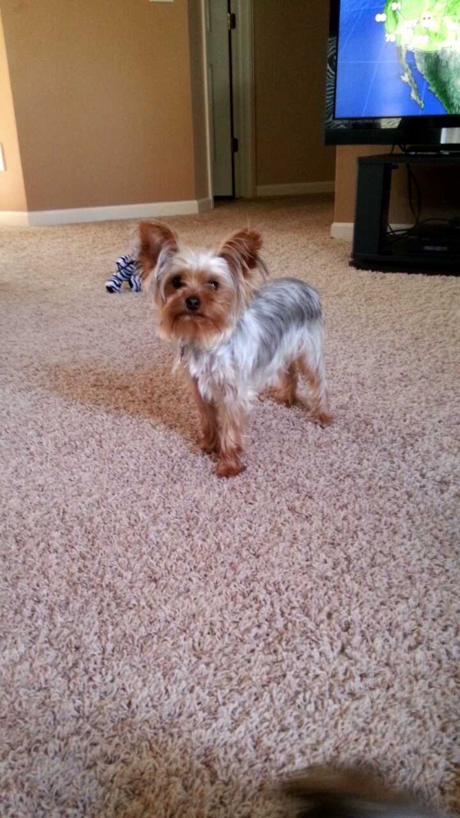 izzy - Yorkshire Terrier Puppy For Sale Premier Pups izzy - Yorkshire Terrier Puppy For Sale Premier Pups