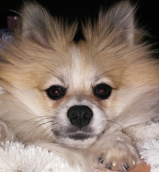 Nicholas (drake) - Pomeranian Puppy For Sale Premier Pups Nicholas (drake) - Pomeranian Puppy For Sale Premier Pups