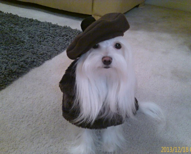 Madison - Maltese Puppy For Sale Premier Pups Madison - Maltese Puppy For Sale Premier Pups