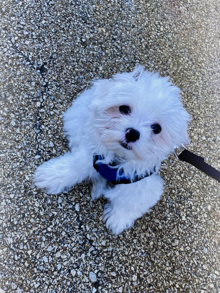 Chicago Maltese Pup