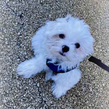 Leon aka Lennox, a Maltese puppy from Chicago, IL Leon aka Lennox, a Maltese puppy from Chicago, IL