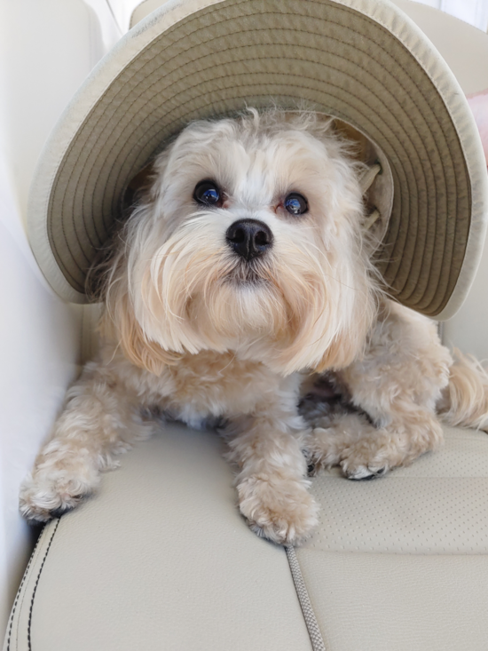 Friendly Maltipoo Pup