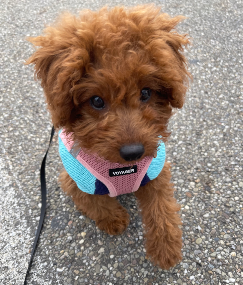 Small Mini Goldendoodle Pup in