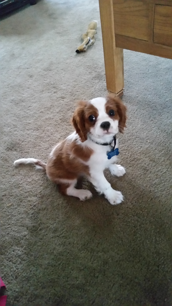 Outlaw - Cavalier King Charles Spaniel Puppy For Sale Premier Pups Outlaw - Cavalier King Charles Spaniel Puppy For Sale Premier Pups