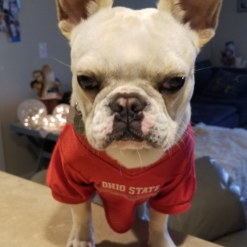 Minnie, a French Bulldog puppy from Westerville OH