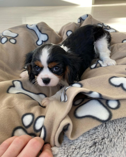 Happy Cavalier King Charles Spaniel Pup in WEYMOUTH MA MA
