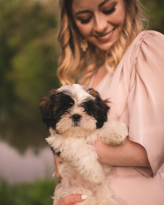 Fluffy Shitzu Purebred Pup