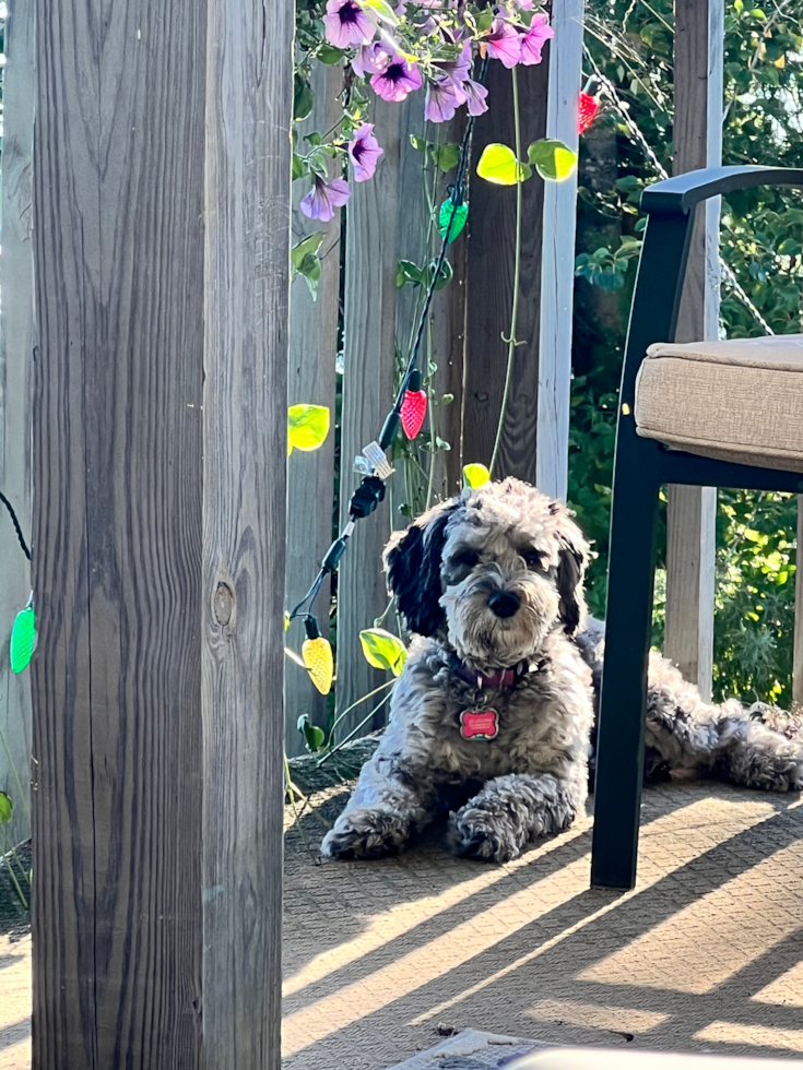 Energetic Portuguese Water Dog Poodle Mix Pup
