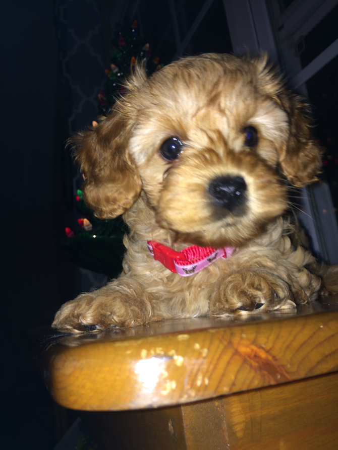 Bella (was Fiona) - Mini Goldendoodle Puppy For Sale Premier Pups Bella (was Fiona) - Mini Goldendoodle Puppy For Sale Premier Pups