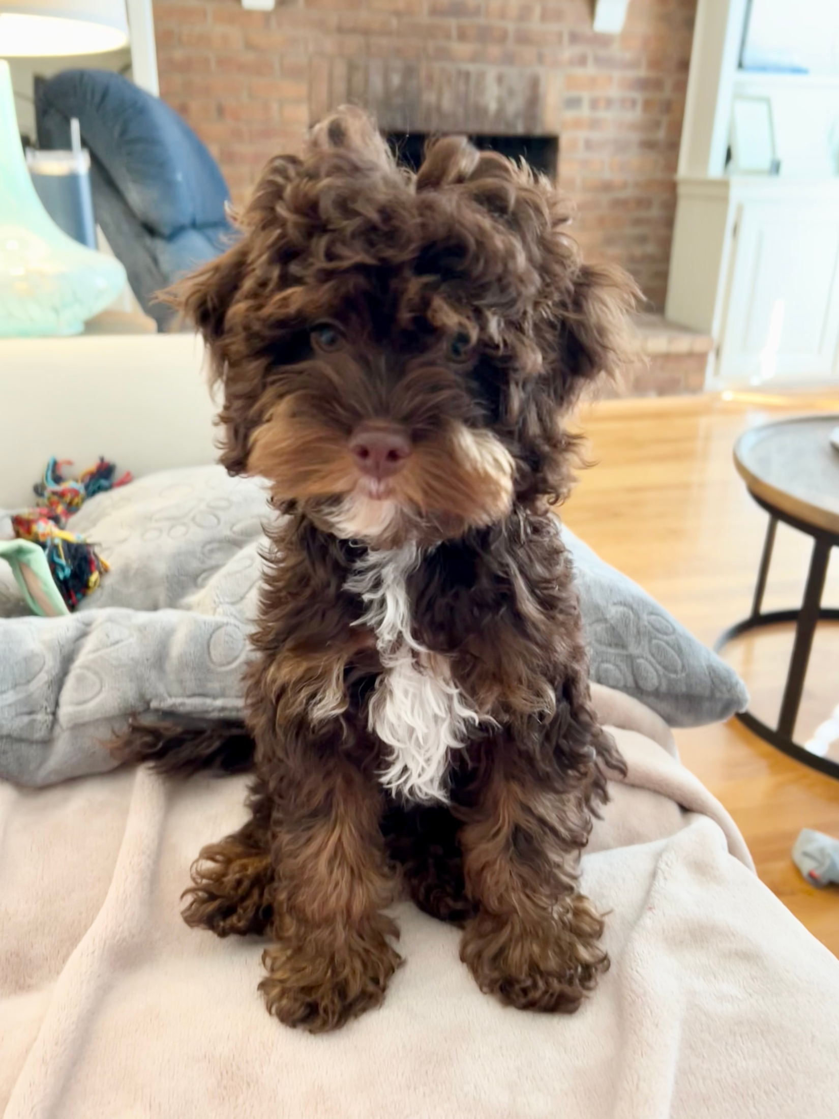 Photo Gallery: Beautiful Cockapoo Pictures - Premier Pups