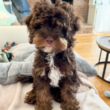 Archie, a Cockapoo puppy from Lexington KY