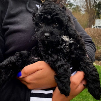 Bentley Blu, a Cavapoo puppy from Dearborn, Michigan Bentley Blu, a Cavapoo puppy from Dearborn, Michigan