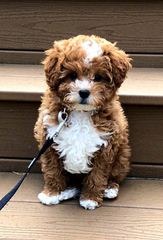 Smart Cavapoo Poodle Mix Pup