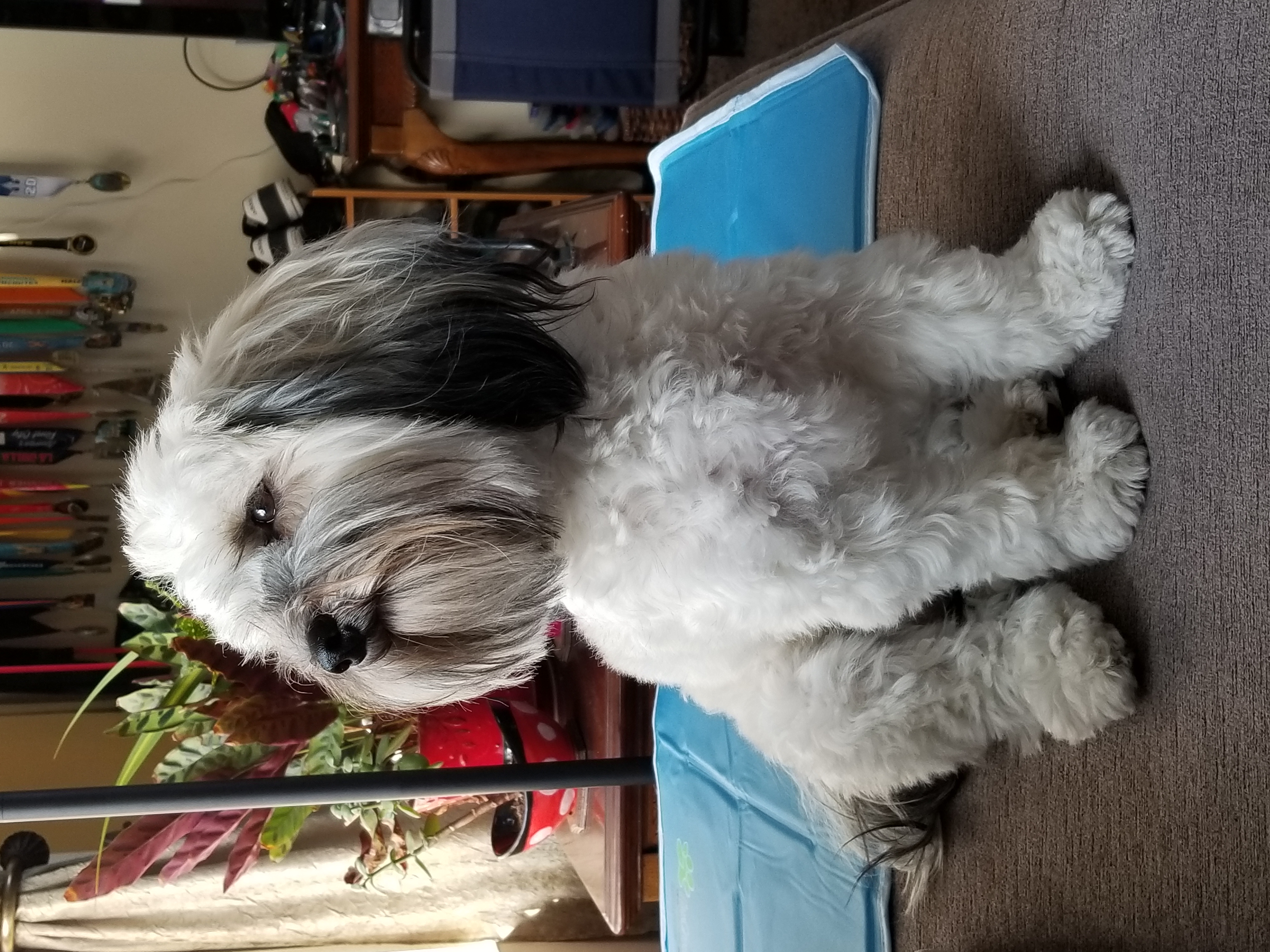 Premier havanese deals