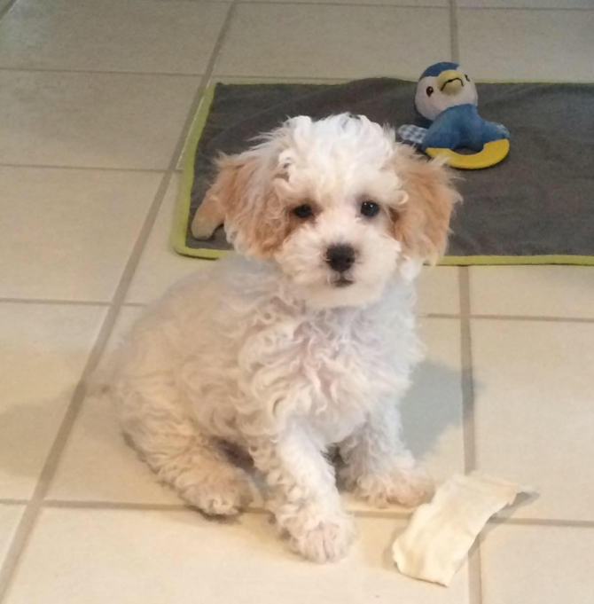 Beau - Cavapoo Puppy For Sale Premier Pups Beau - Cavapoo Puppy For Sale Premier Pups