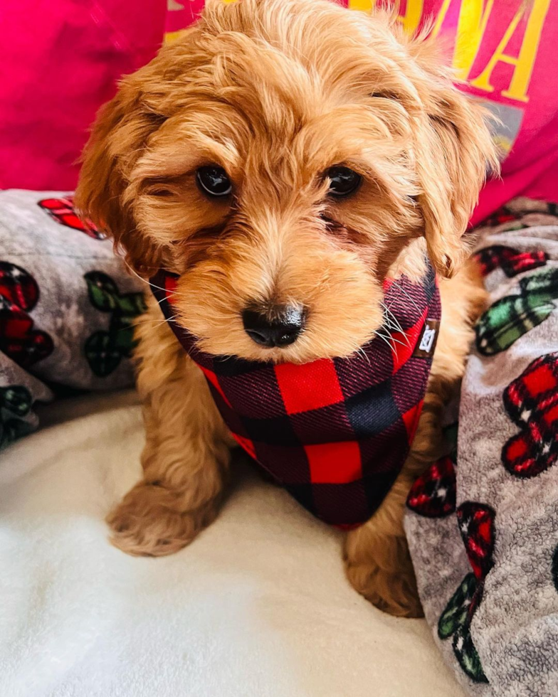 Cute Mini Goldendoodle Pup in Waterbury CT