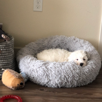 Chance (formerly Dunkin), a Mini Bernedoodle puppy from Redmond, WA Chance (formerly Dunkin), a Mini Bernedoodle puppy from Redmond, WA