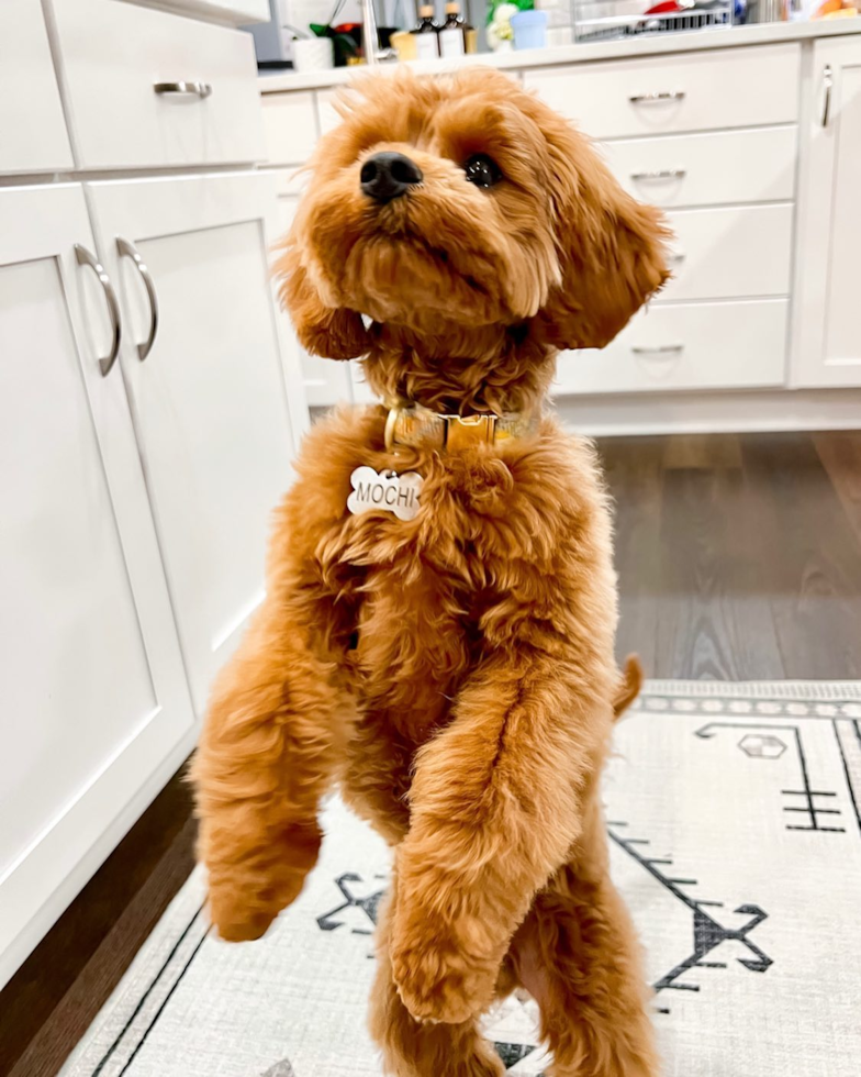 Smart Cavapoo Poodle Mix Pup