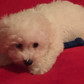 Cubby bear, a Bichon Frise puppy from Berea kentucky Cubby bear, a Bichon Frise puppy from Berea kentucky