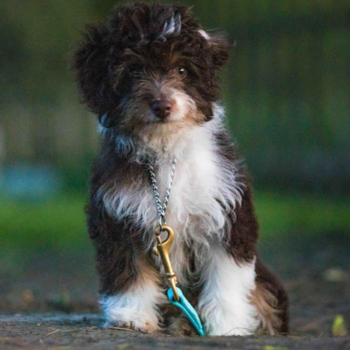 Molly Piper, a Mini Aussiedoodle puppy from Lafayette  IN